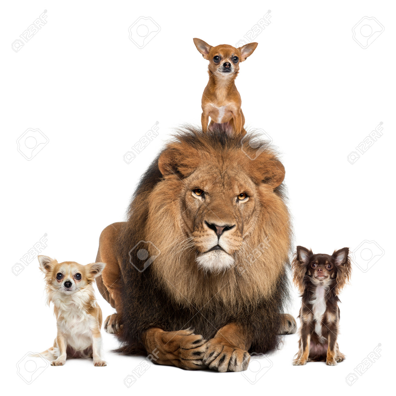 etiam-dictum-ipsum-a-felis