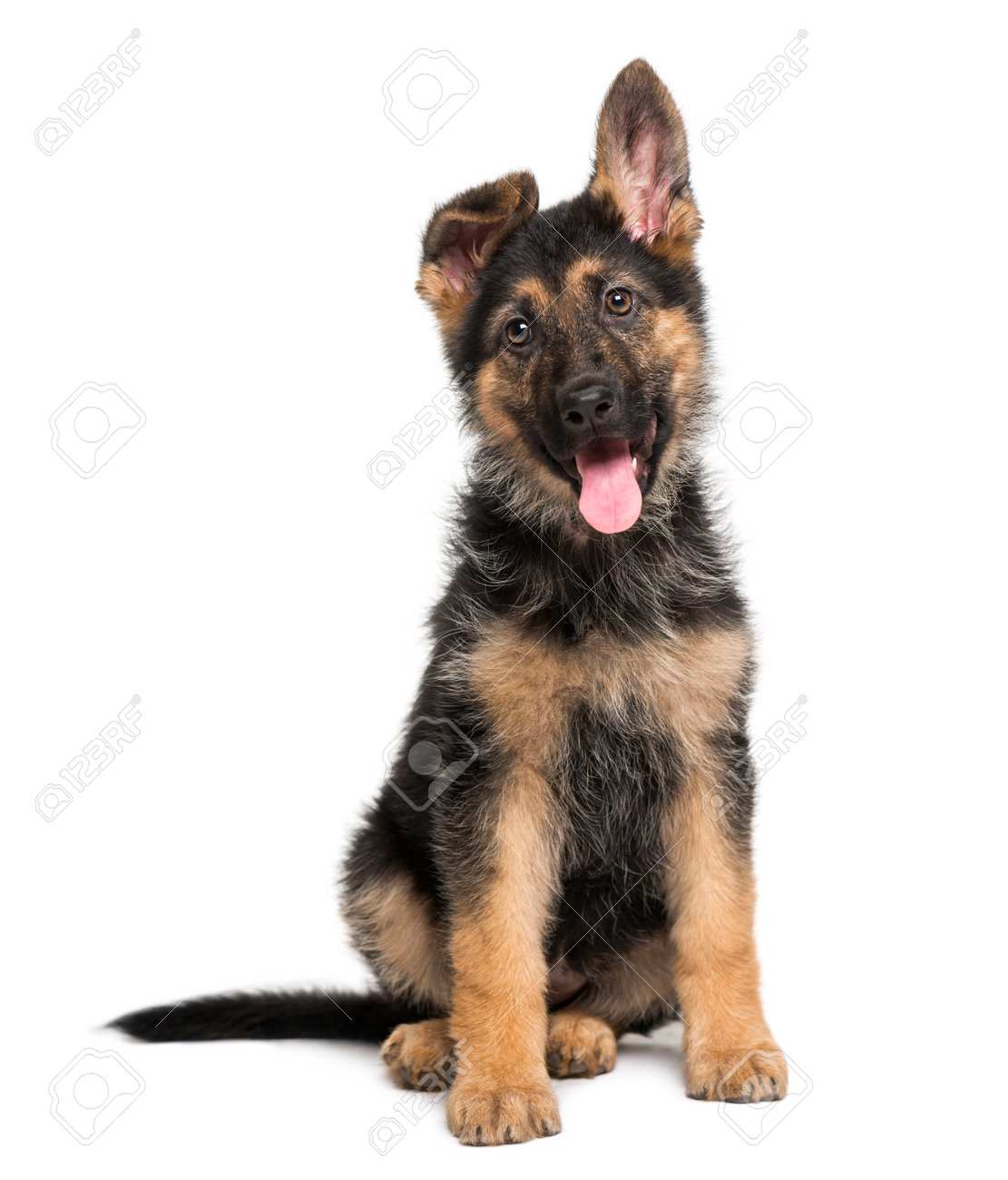 how big are german shepherds at 3 months