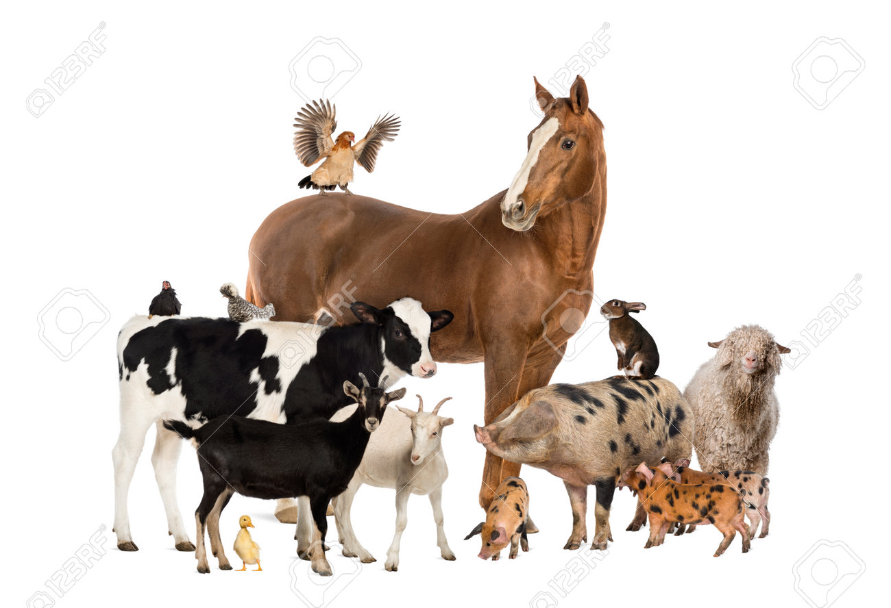 https://previews.123rf.com/images/isselee/isselee1409/isselee140900003/31642869-groupe-d-animaux-d-%C3%A9levage.jpg
