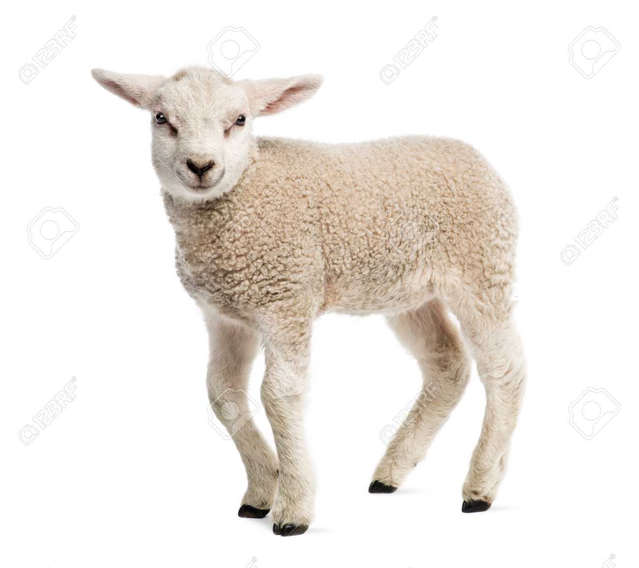 Recipes using lamb