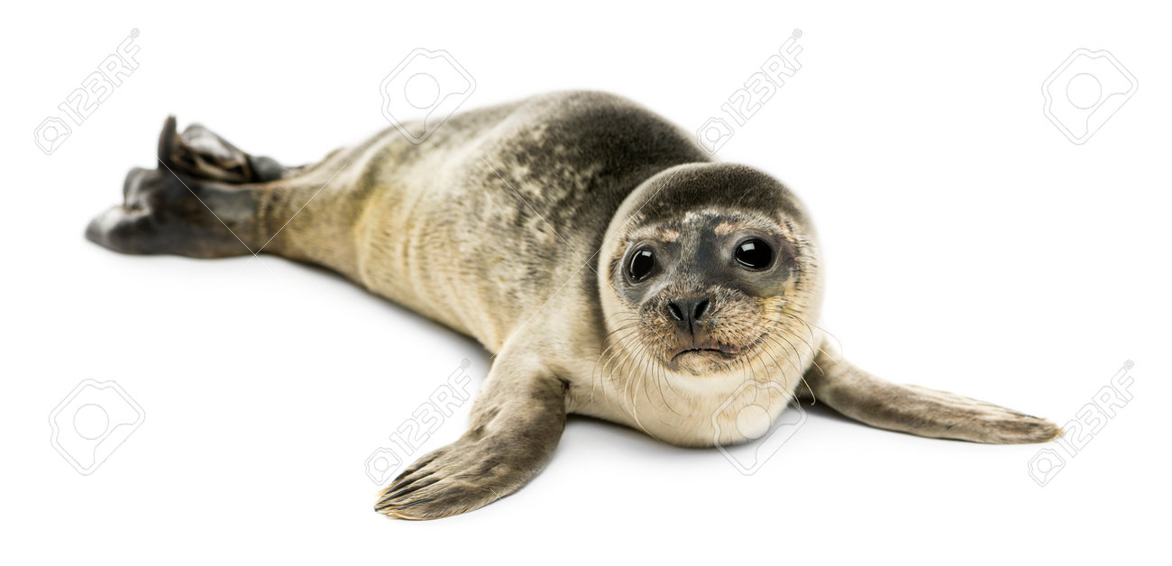 Bebe Phoque Commun Isole Sur Blanc Banque D Images Et Photos Libres De Droits Image