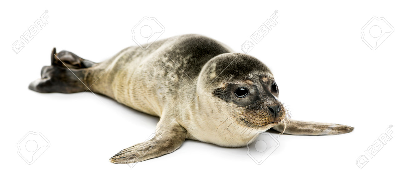 Bebe Phoque Commun Isole Sur Blanc Banque D Images Et Photos Libres De Droits Image