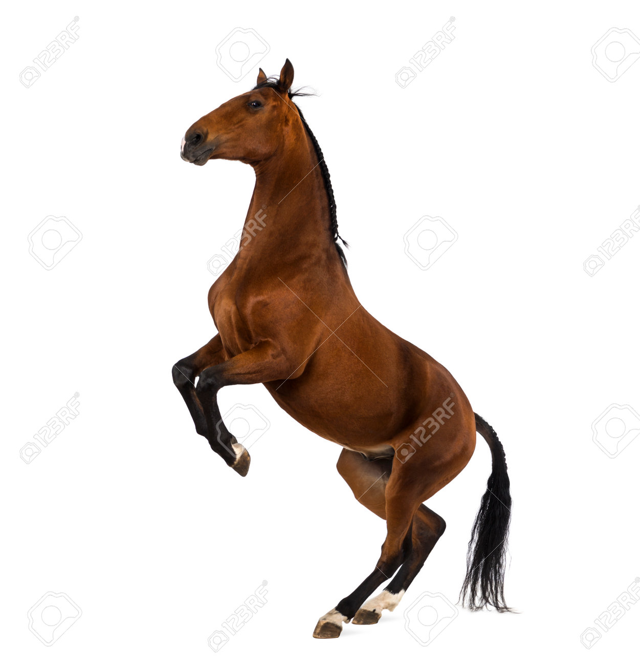 andalusian horse rearing stock photo picture and royalty free image