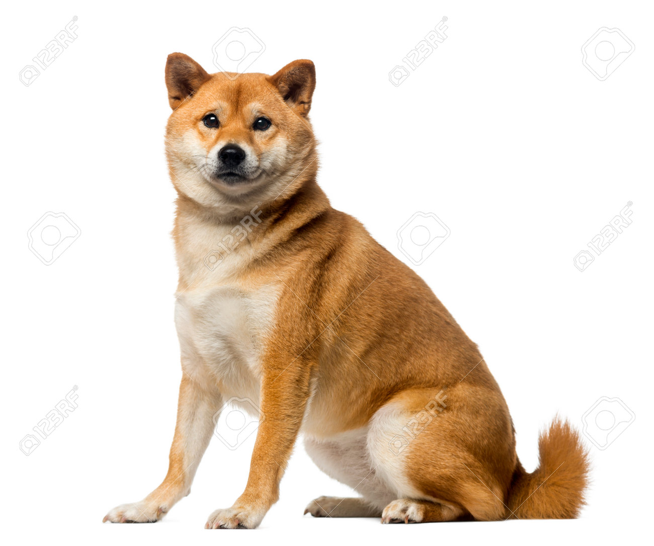 2 shiba inus