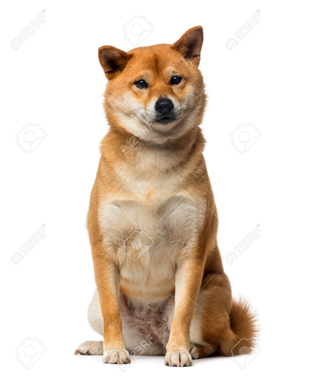 柴犬 2 歳 の写真素材 画像素材 Image 柴犬 2 歳 の写真素材 画像素材 Image