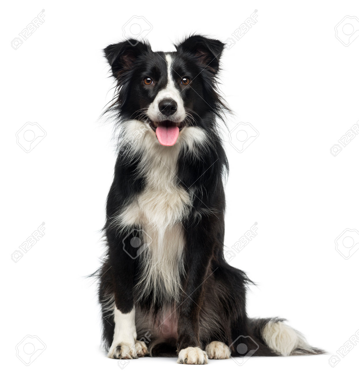 Border Collie (2 Years Old) Stock Photo, Picture And Royalty Free Image. Image 36239241.