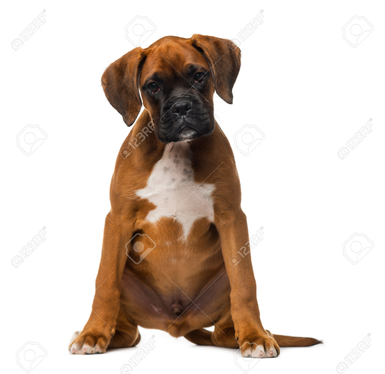 boxer puppy 3 months old stock photo picture and royalty free