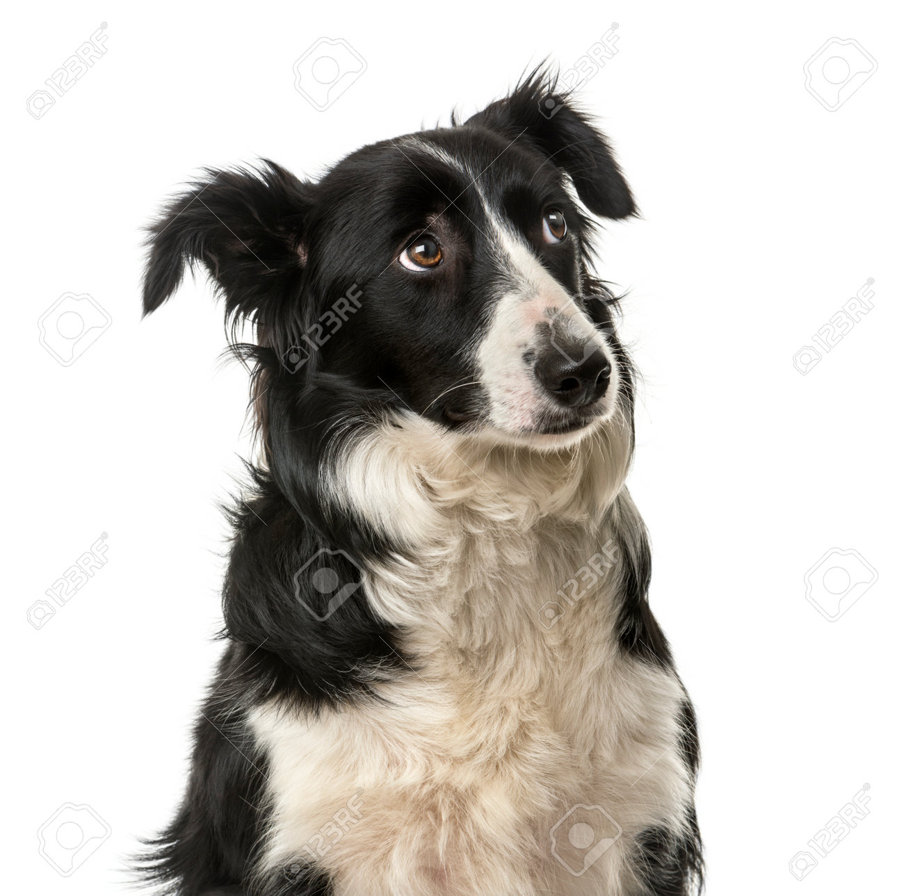 白い背景の前でボーダーコリーのクローズ アップ の写真素材 画像素材 Image