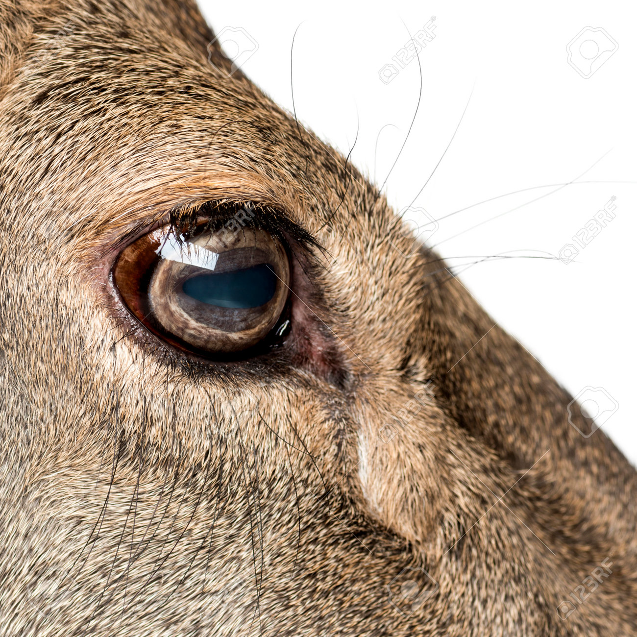Close Up On The Eye Of A Female Red Deer In Front Of A White