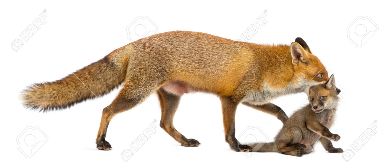 mother fox carrying her