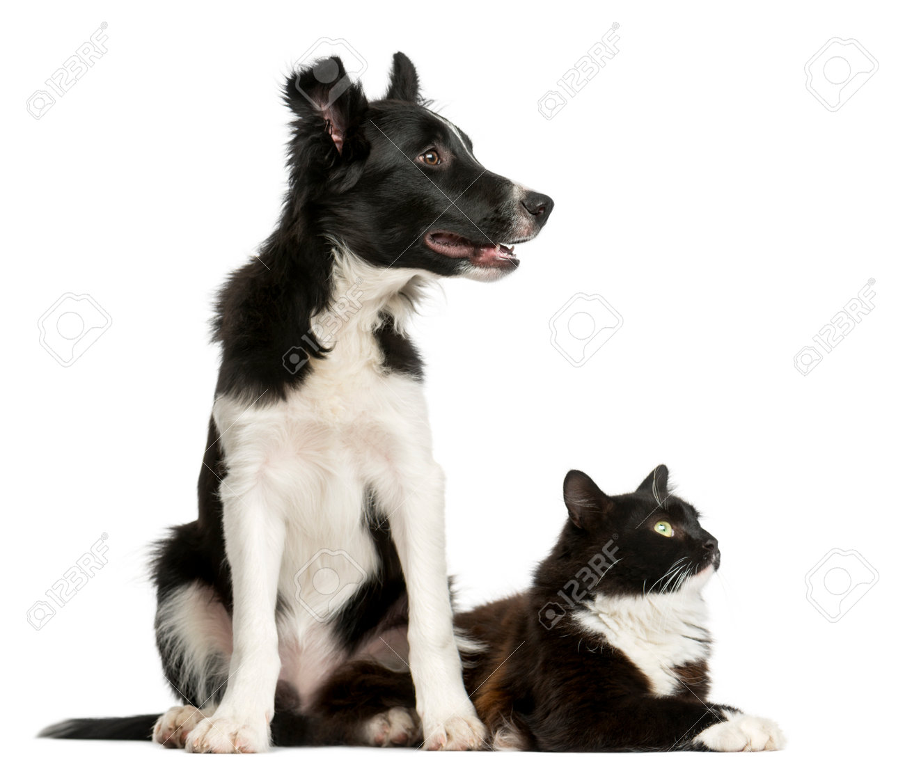 collie cat