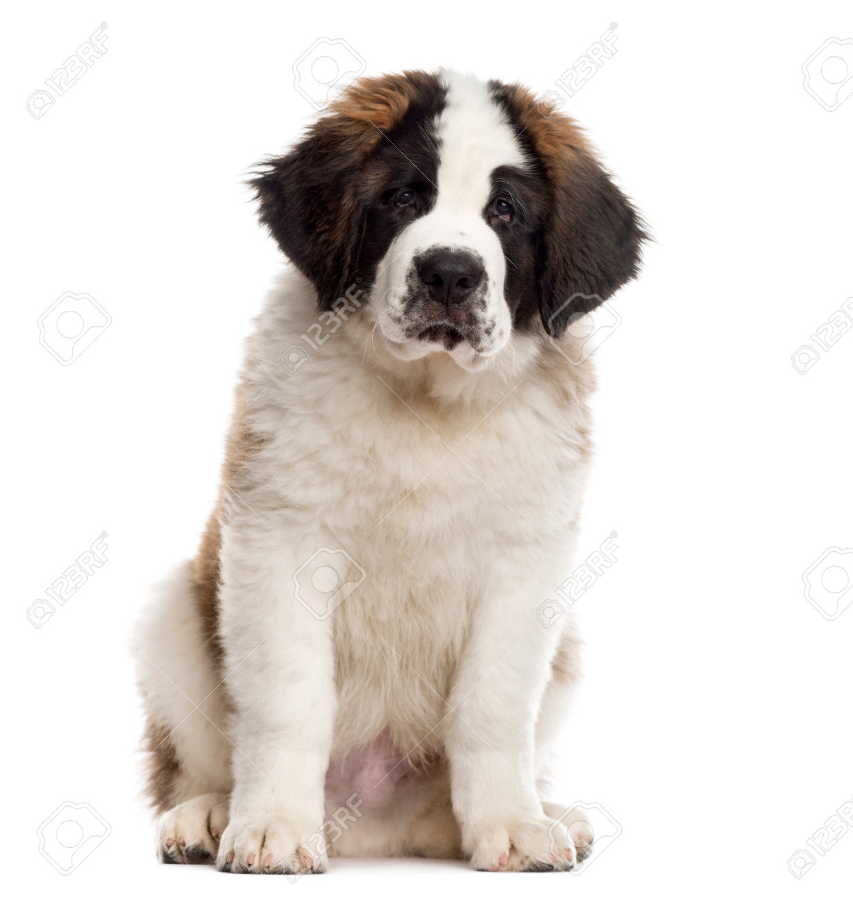 st bernard 3 months old