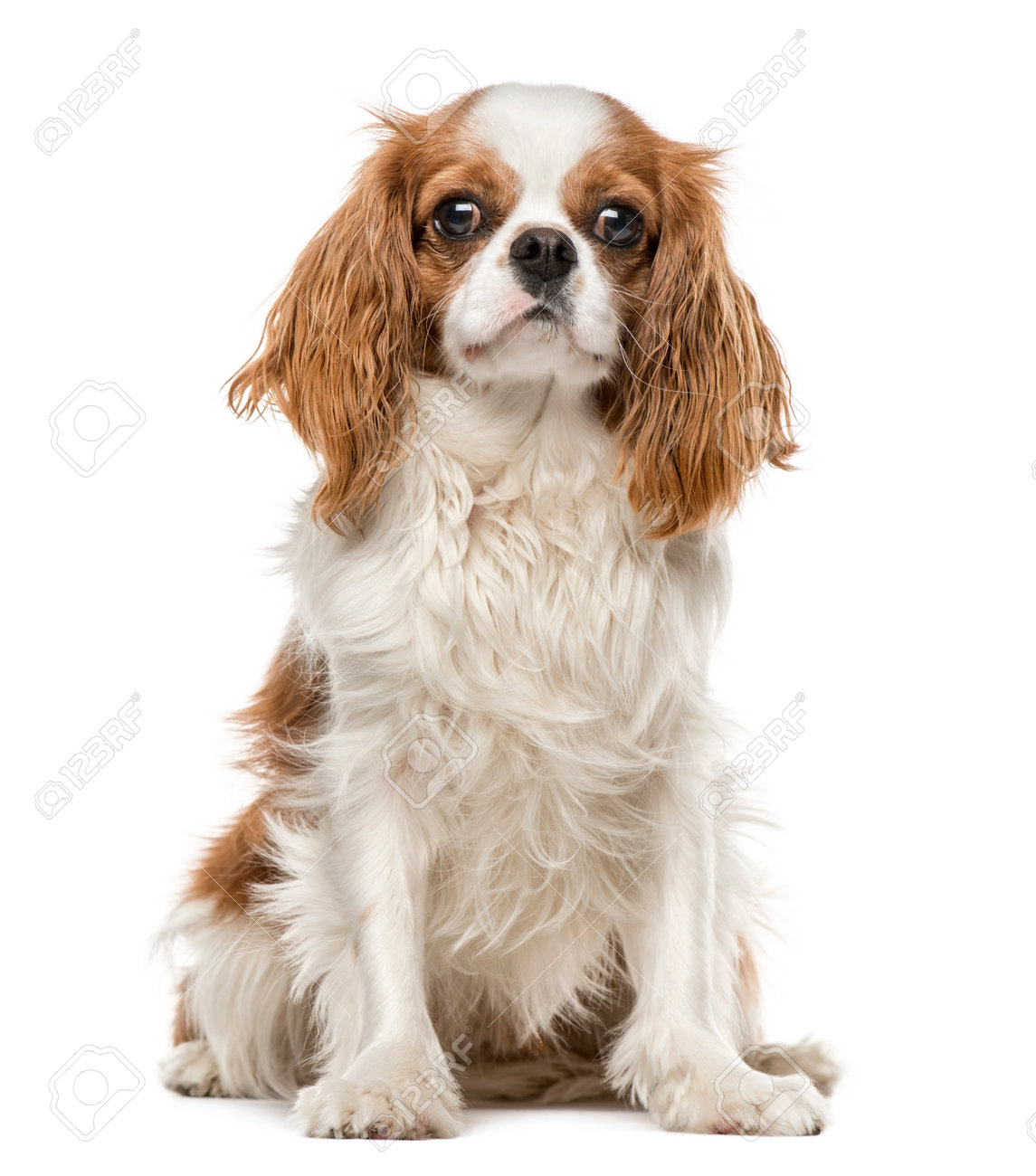 Cavalier King Charles Spaniel Sitting 1 Year Old Isolated On
