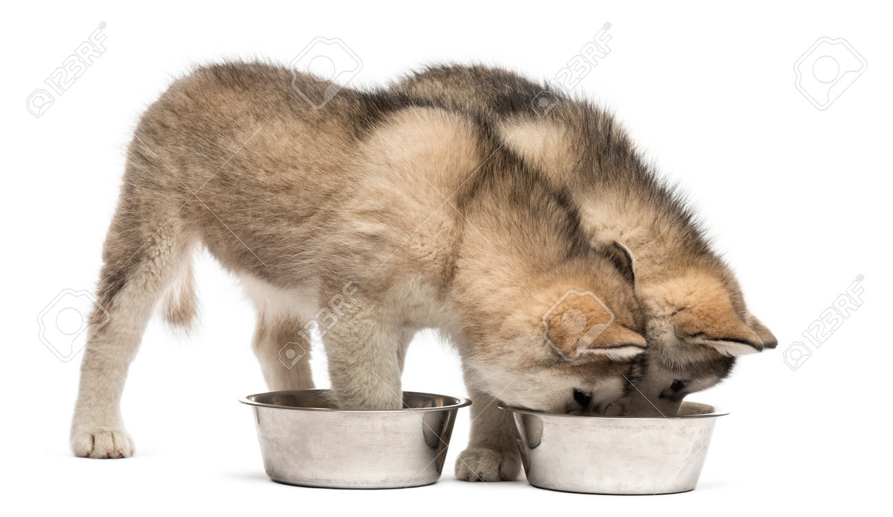 alaskan malamute puppies drinking