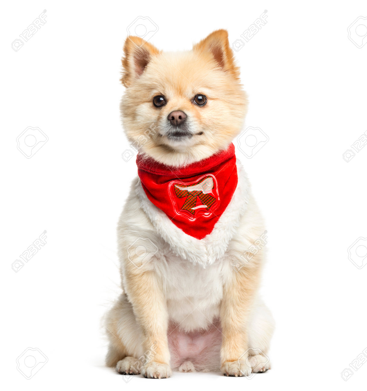 Pomeranian scarf Outlet