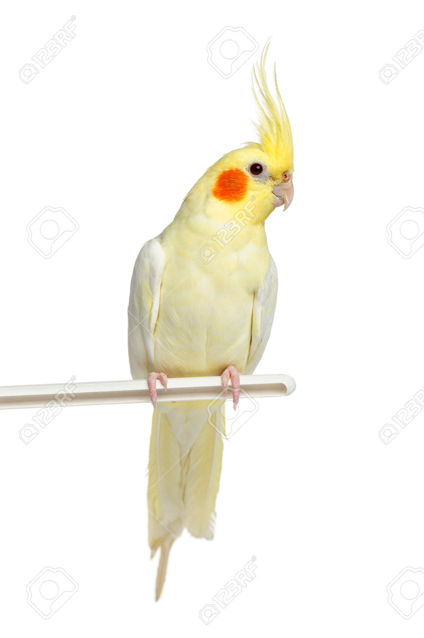 オカメインコの腰掛け 白で隔離 の写真素材 画像素材 Image オカメインコの腰掛け 白で隔離 の写真素材 画像素材 Image