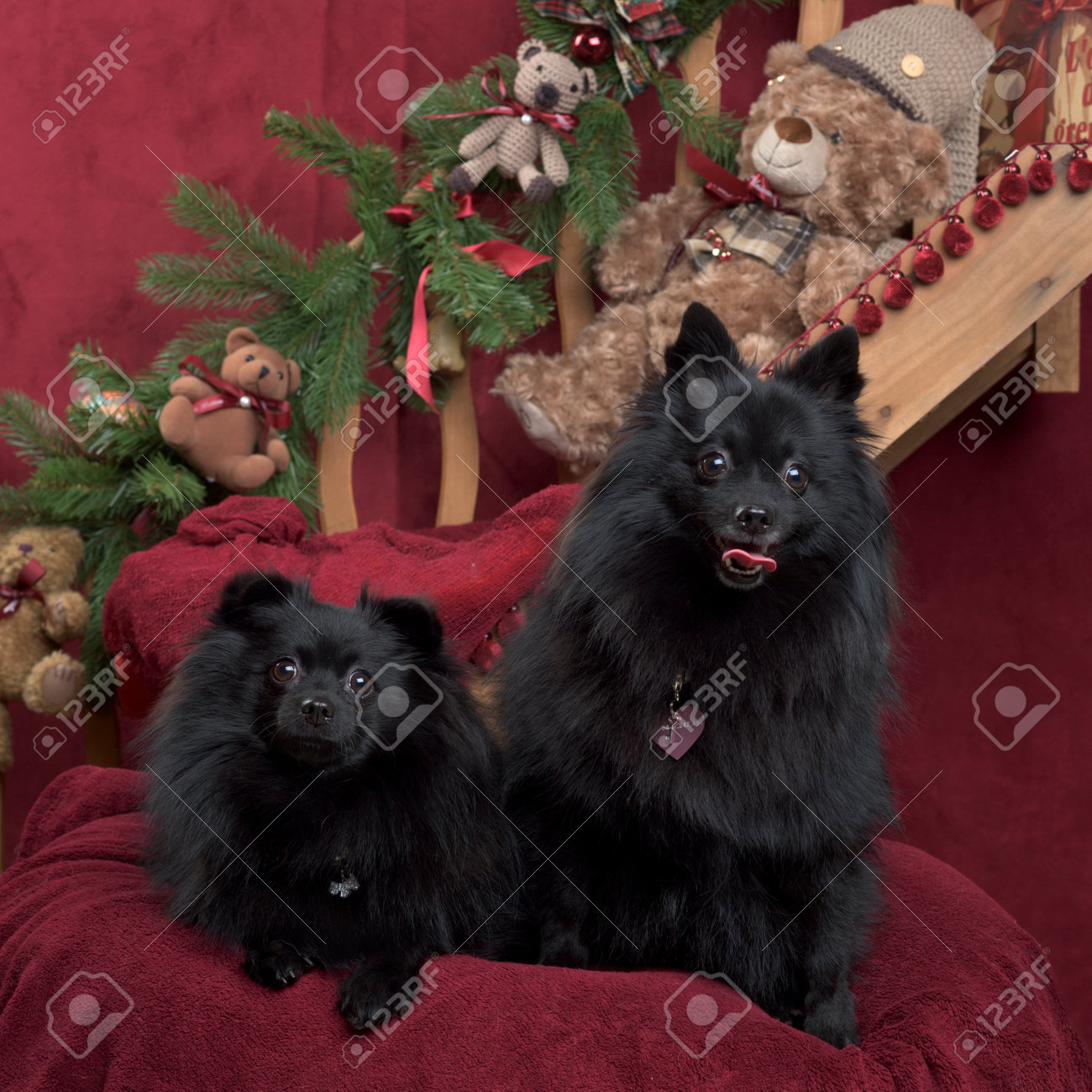 クリスマスの装飾に座っている黒ジャーマン スピッツ の写真素材 画像素材 Image