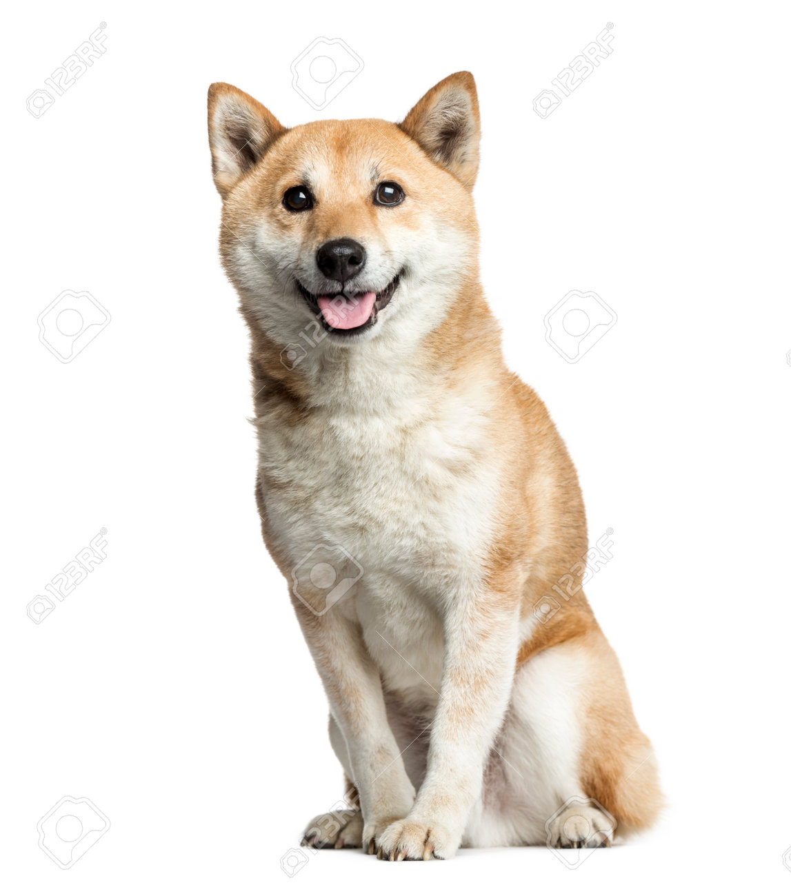 Shiba Inu Sitting 8 Years Old Isolated On White
