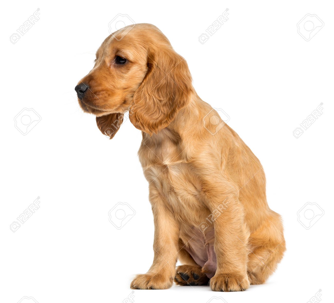 9 week old cocker spaniel puppy