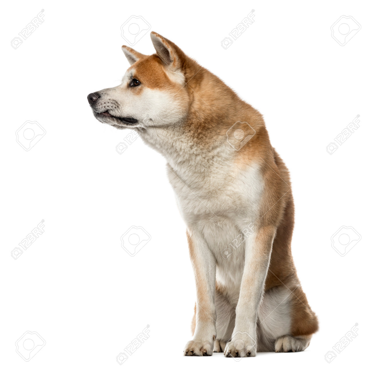 Akita Inu Sitting And Looking Away 22 Months Old Isolated Stock Photo Picture And Royalty Free Image Image