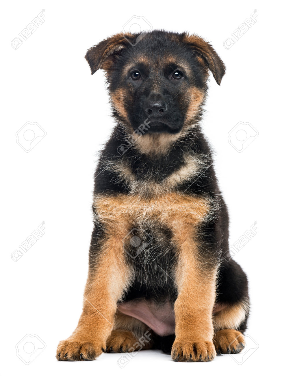 Cruce Pastor Belga Y Border Collie Cachorro De Perro Pastor Alemán Sentado, 2 Meses De Edad, Aislado En Blanco  Fotos, Retratos, Imágenes Y Fotografía De Archivo Libres De Derecho. Image  74819893.