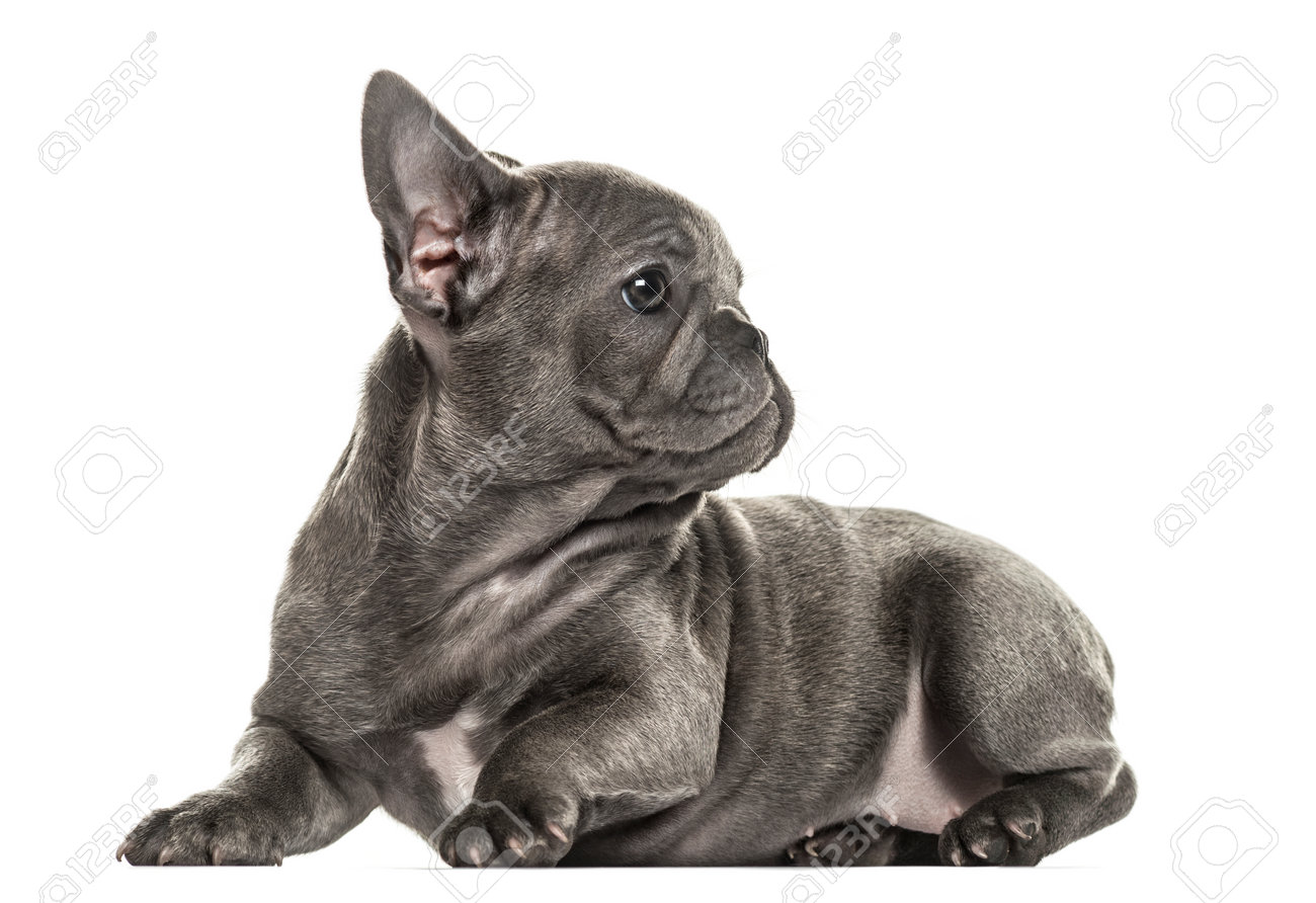フレンチ ブルドッグの子犬を振り返って 白で隔離 の写真素材 画像素材 Image
