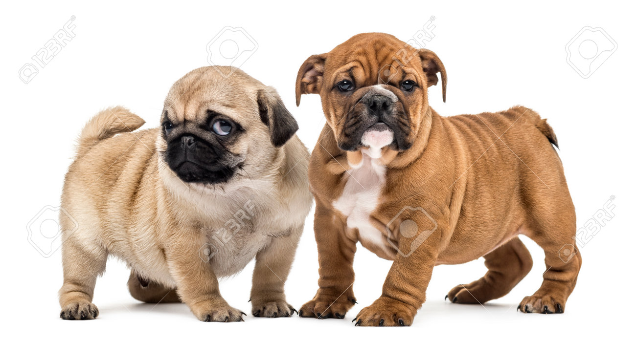 bulldog and pug puppies