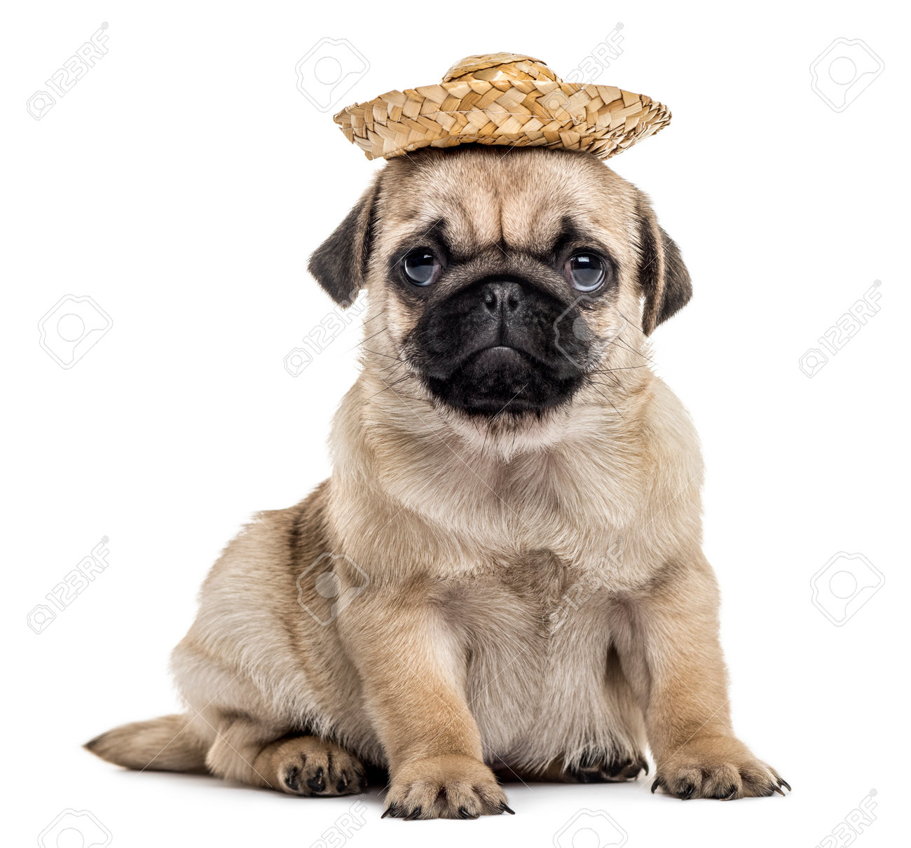 pug with hat