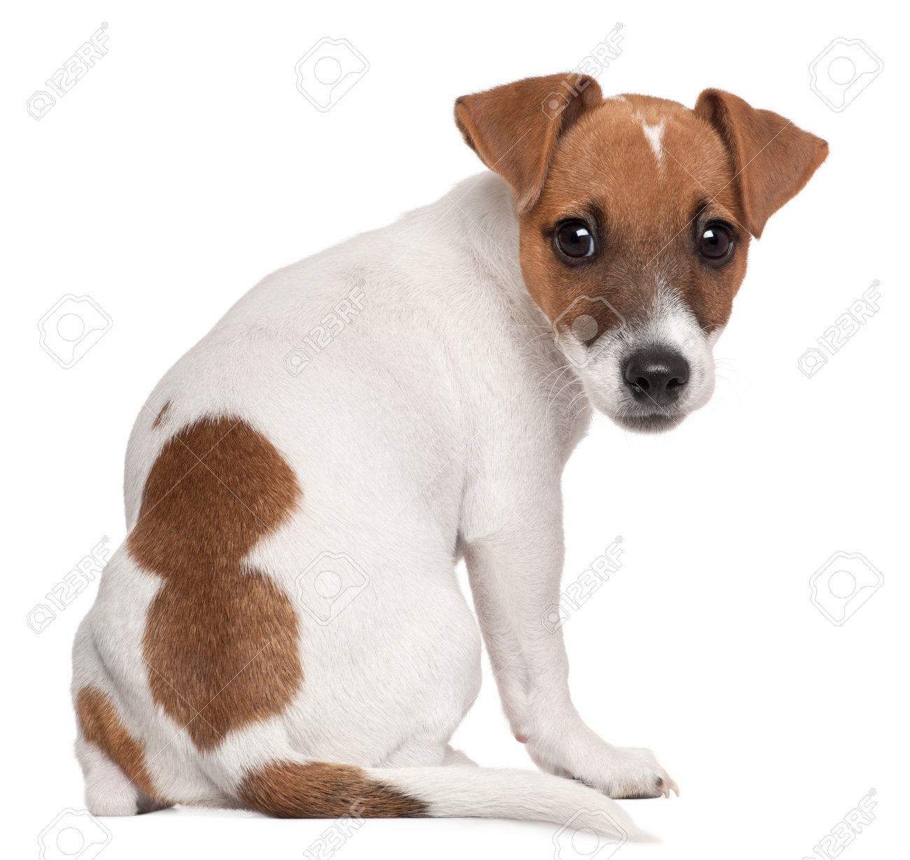 3 month old jack russell