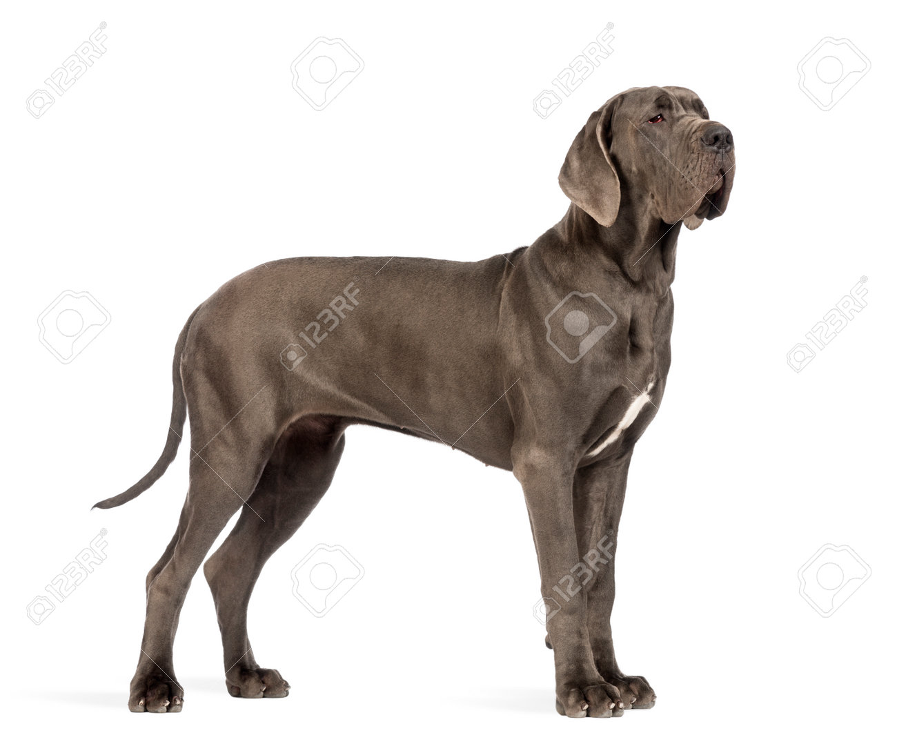 how to get a dog to go to the bathroom outside