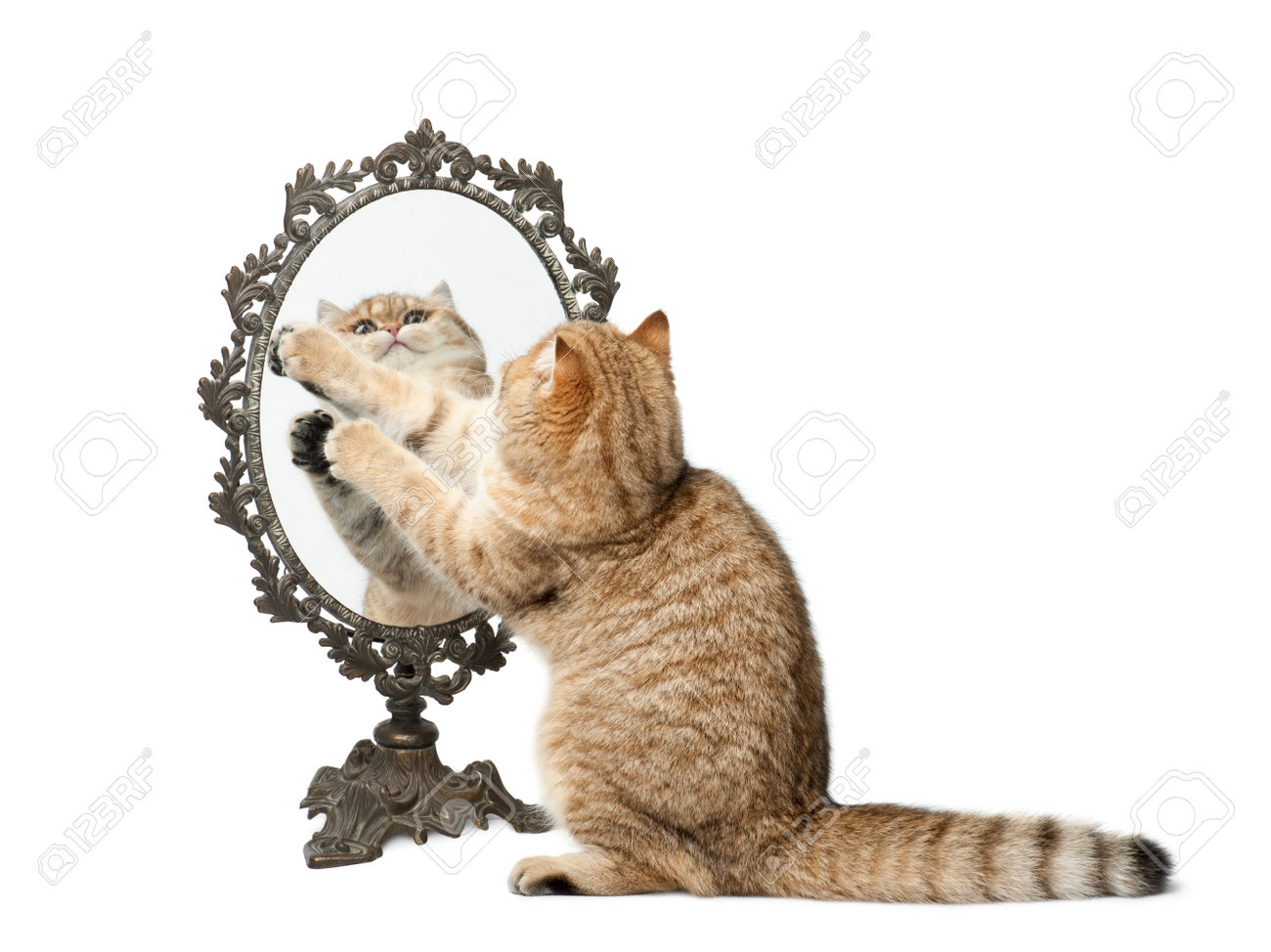 Golden Shaded British Shorthair 7 Months Old Playing With Mirror