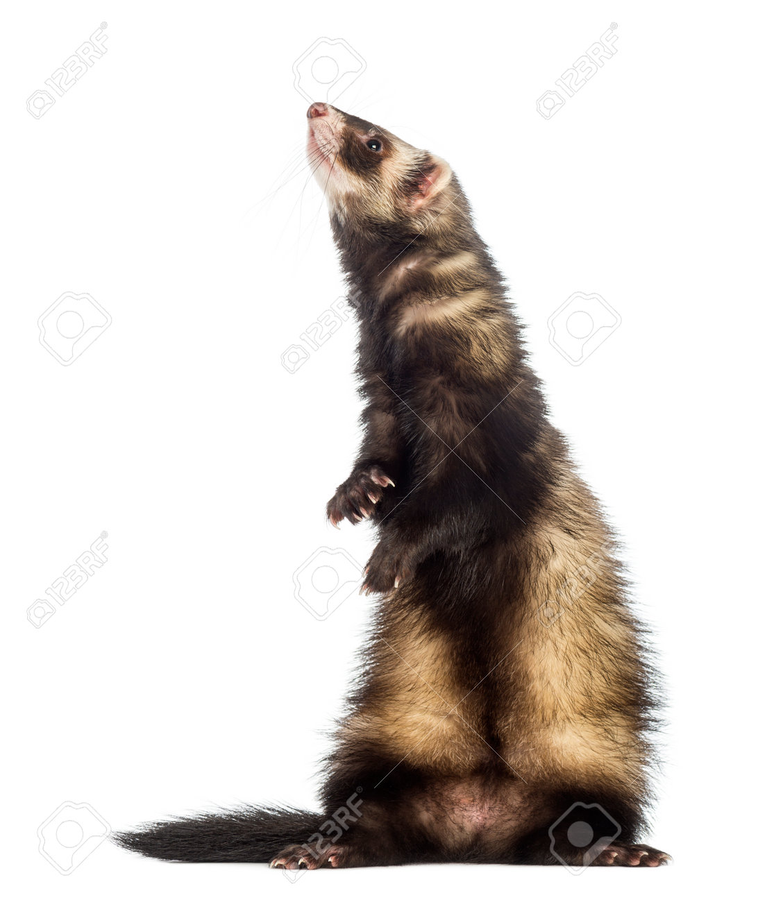 フェレット 生後9ヶ月 で 後ろ足で立って見上げている の写真素材 画像素材 Image