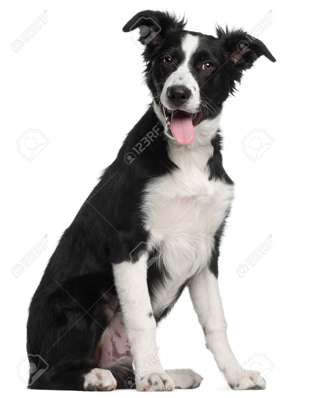 Border Collie Puppy 5 Months Old Sitting In Front Of White