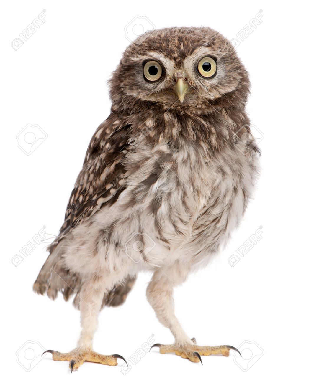 Young Owl Standing In Front Of White Background Stock Photo Picture And Royalty Free Image Image