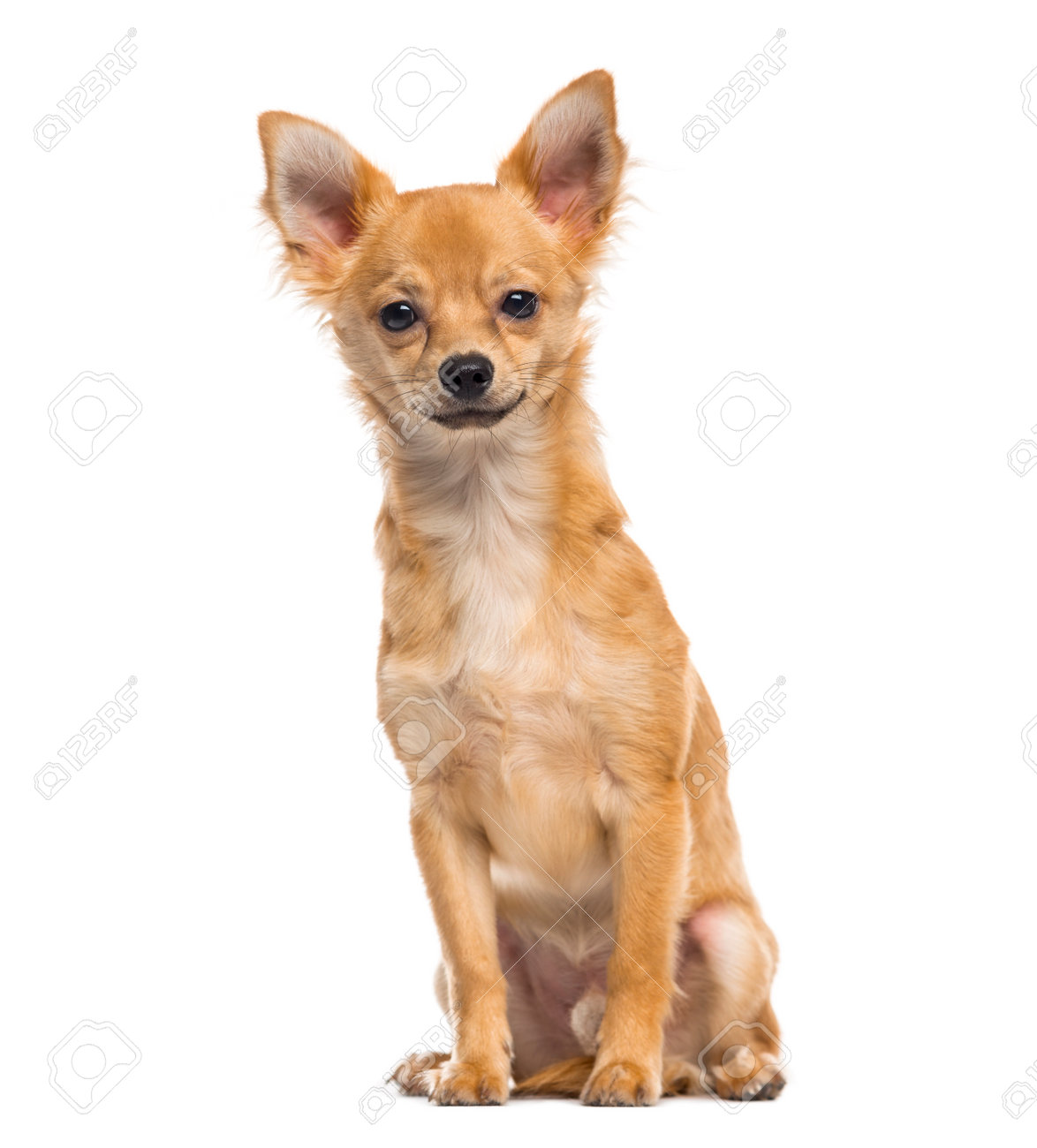 チワワの子犬 生後 6 ヶ月 の写真素材 画像素材 Image チワワの子犬 生後 6 ヶ月 の写真素材 画像素材 Image