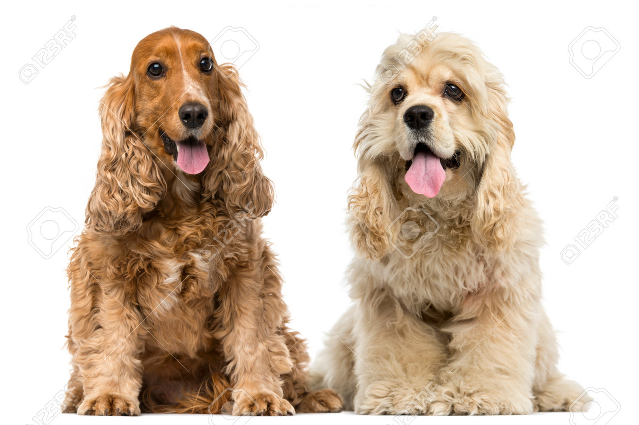 english and american cocker spaniel