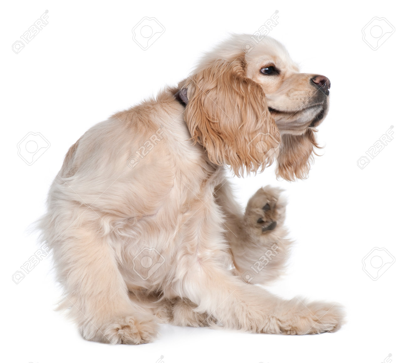 Young American Cocker Spaniel scratching, 9 months old, in front of white background - 90388273 Young American Cocker Spaniel scratching, 9 months old, in front of white background - 90388273
