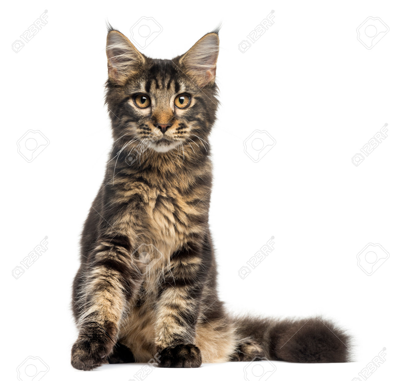 Maine Coon Chaton Assis En Regardant La Camera 4 Mois Isole Sur Blanc Banque D Images Et Photos Libres De Droits Image