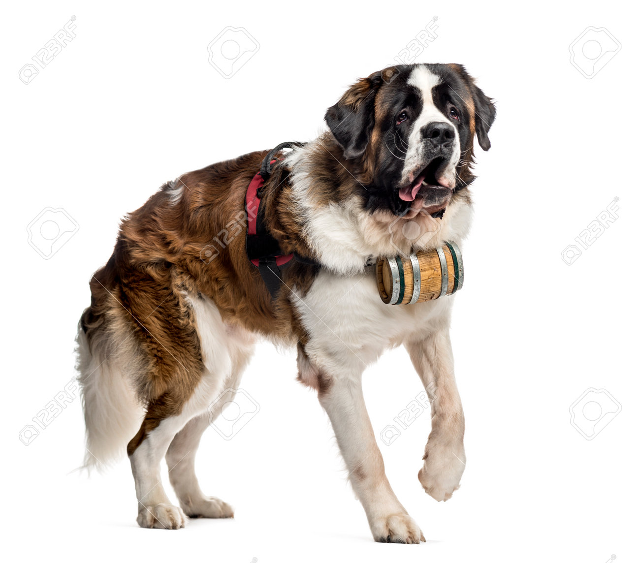 Bernhardiner Hund Der Mit Einem Fass 14 Monate Alte Lokalisiert Auf Weiss Geht Lizenzfreie Fotos Bilder Und Stock Fotografie Image 91808971