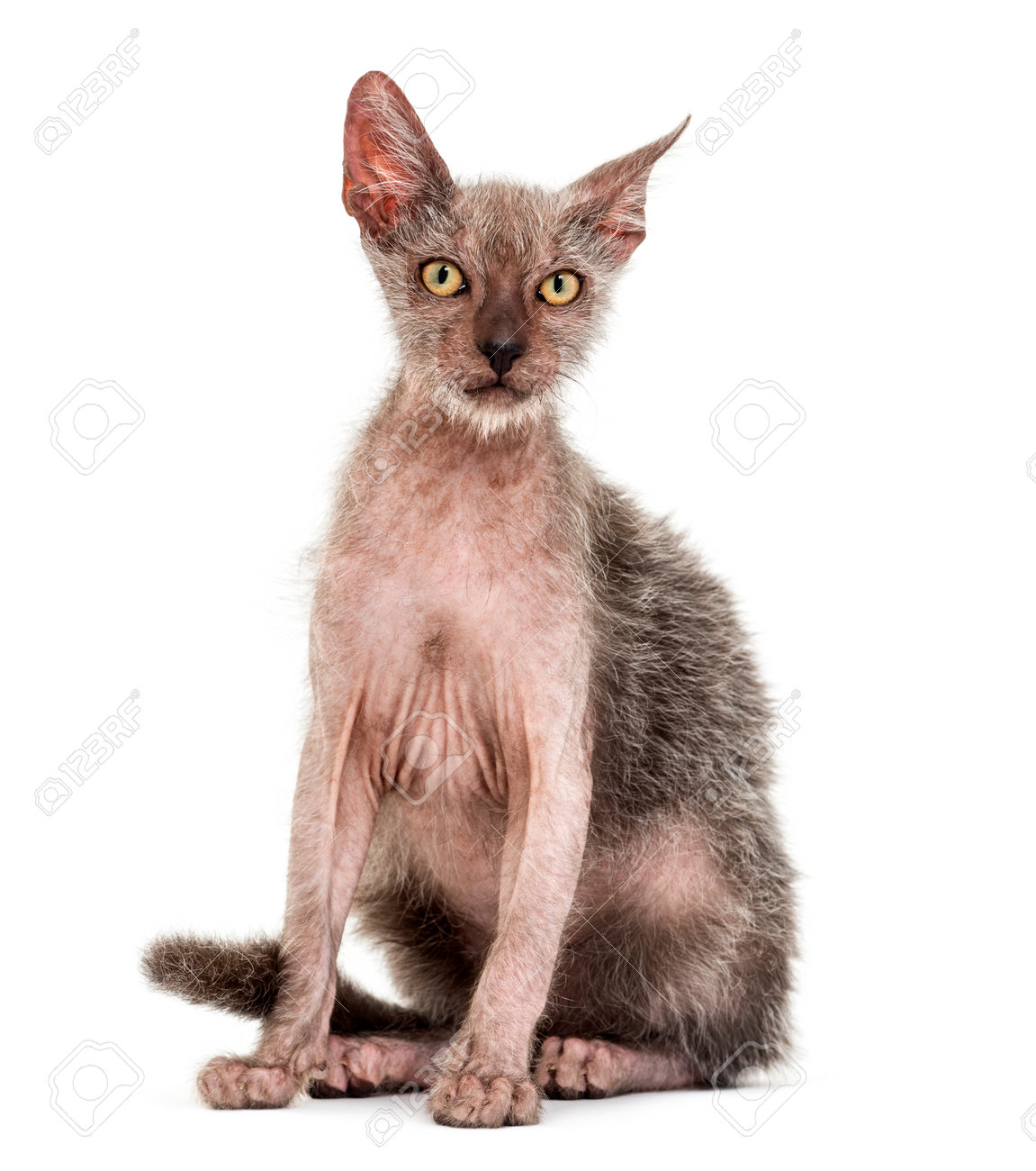 lykoi cat