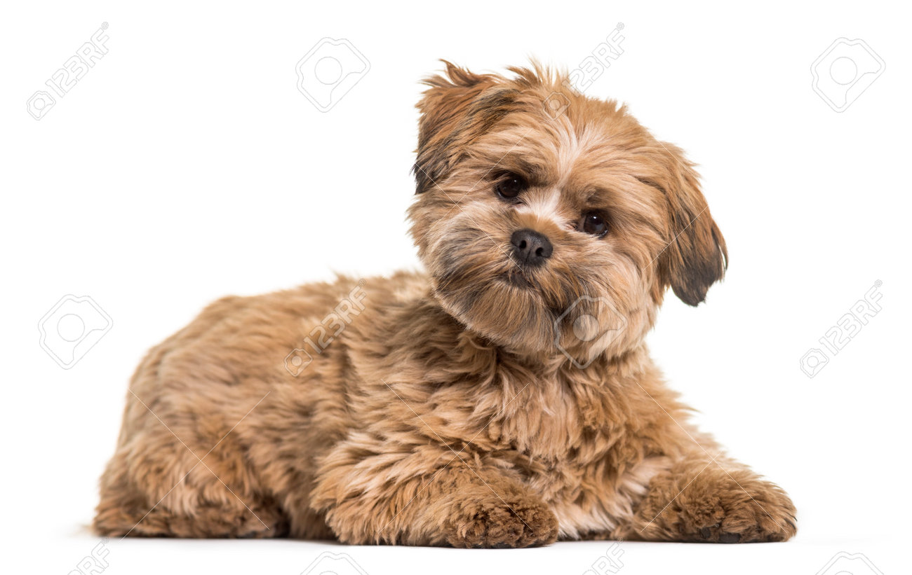 lhasa apso dog 8 months old lying against white background