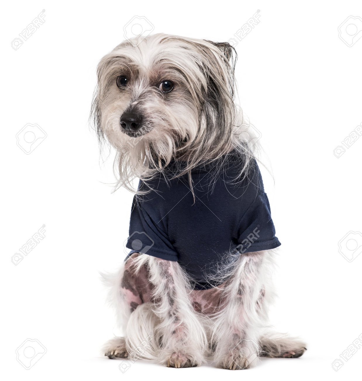 chinese crested t shirt