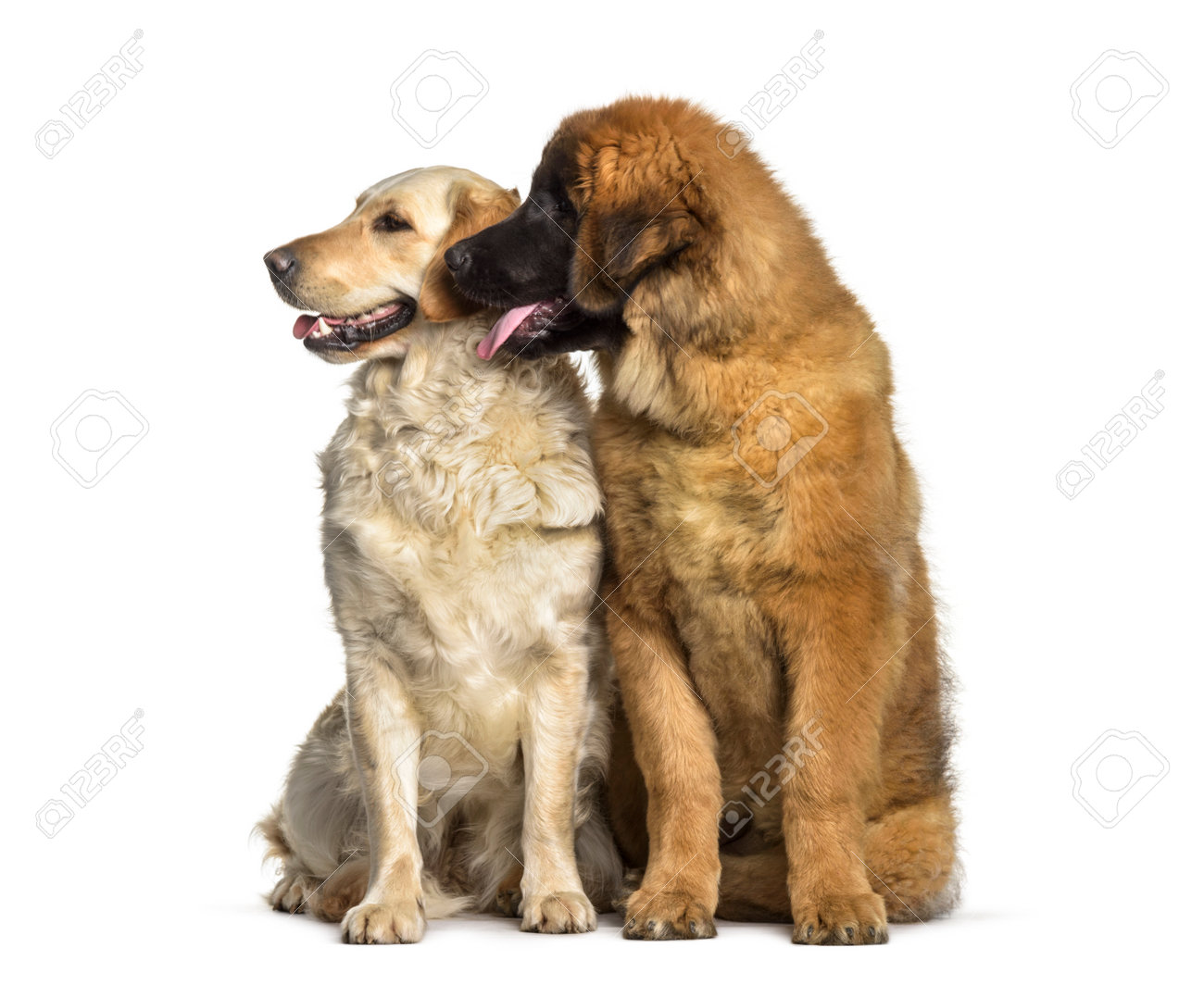 Cheap leonberger golden retriever Outlet Online