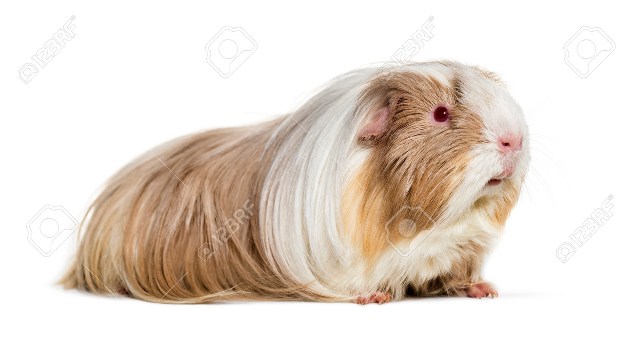 coronet guinea pig