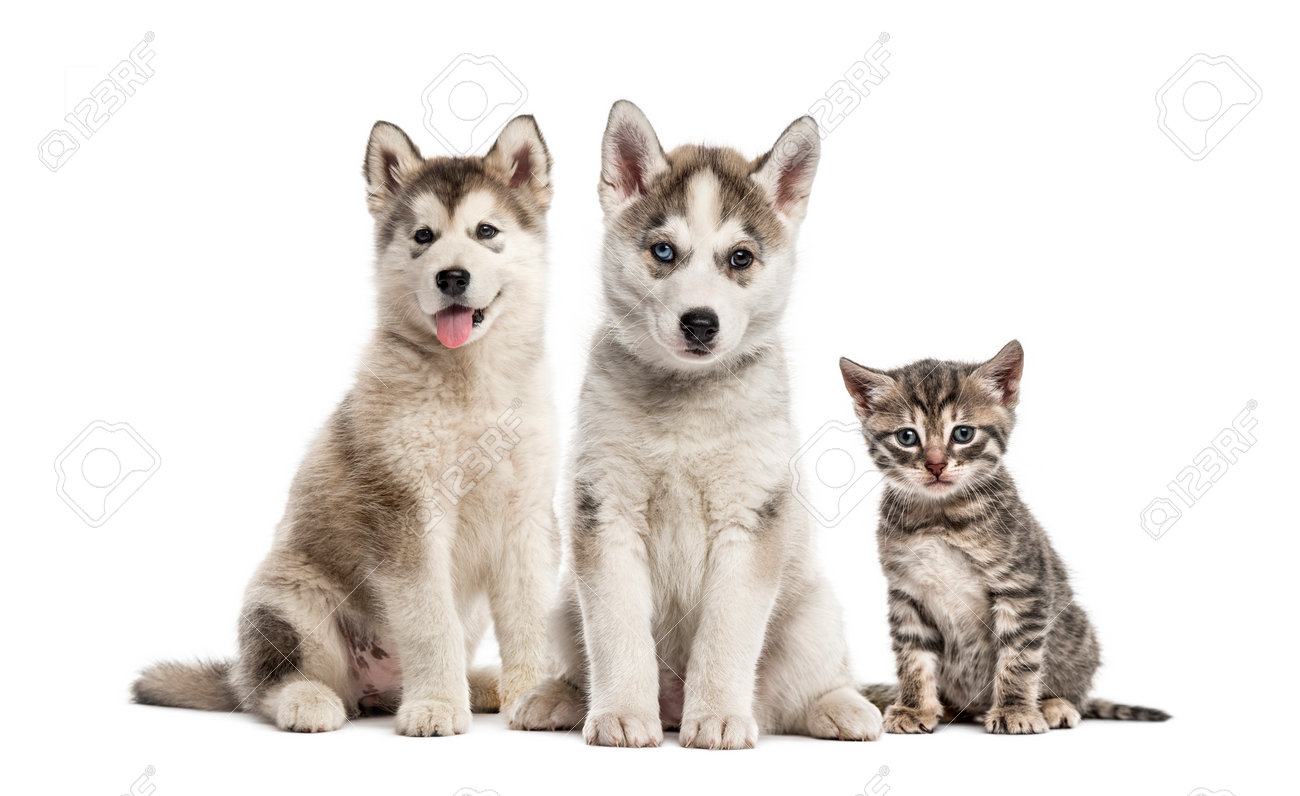 white alaskan husky puppy