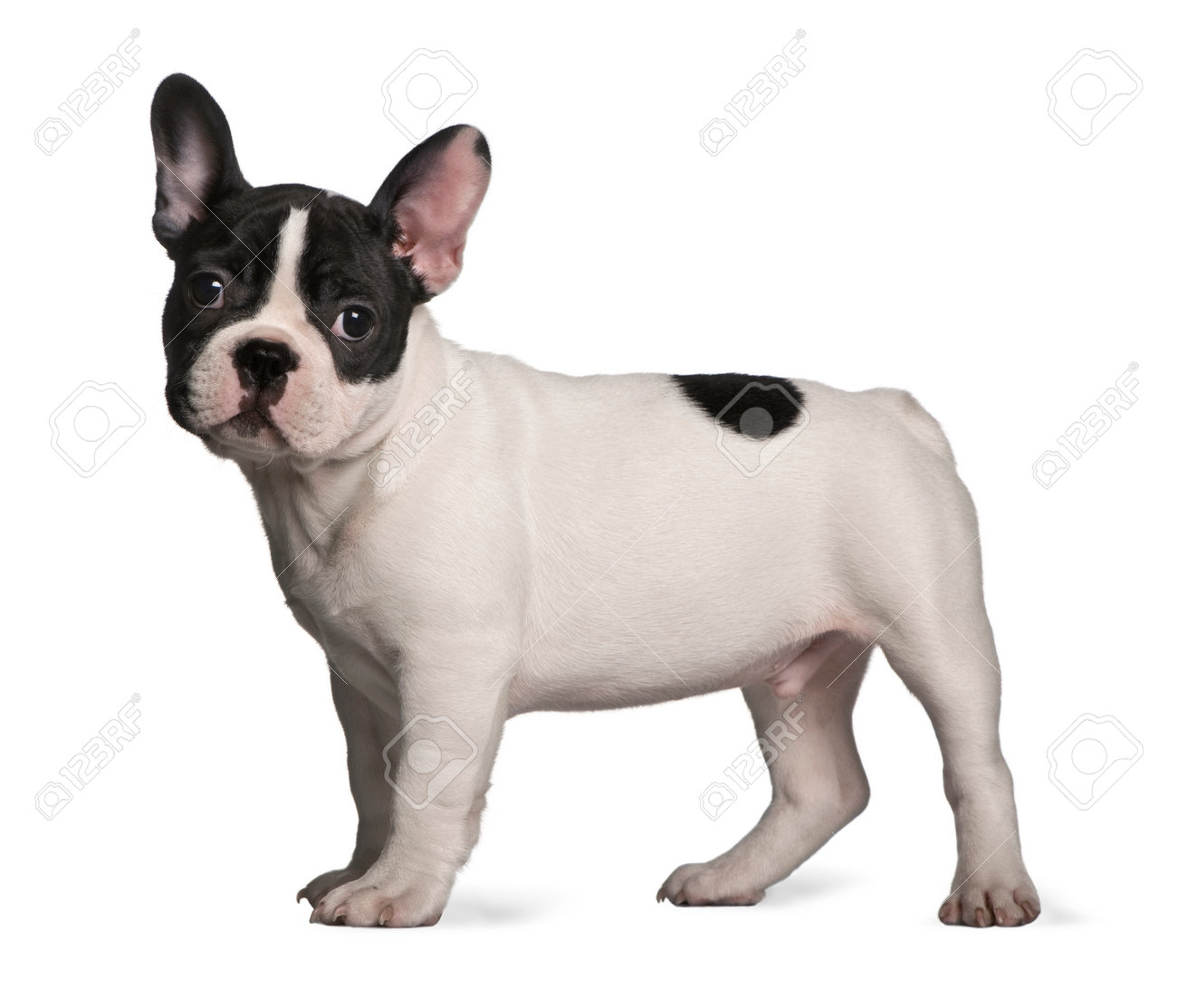 3 month old french bulldog