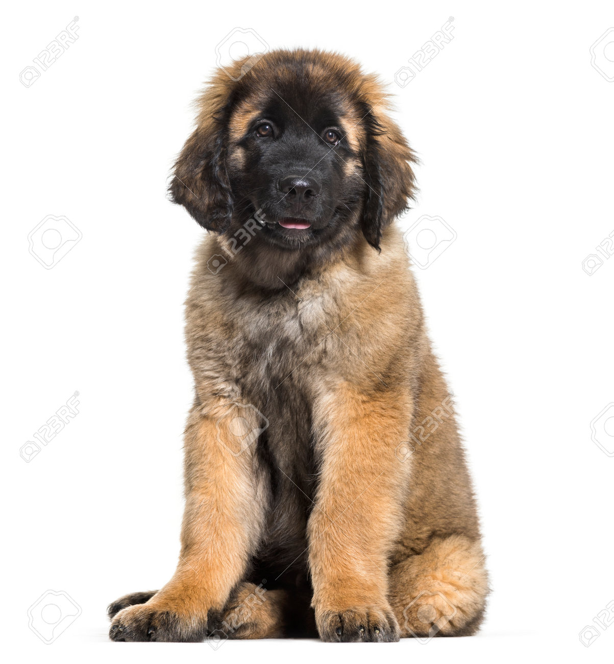 leonberger puppy