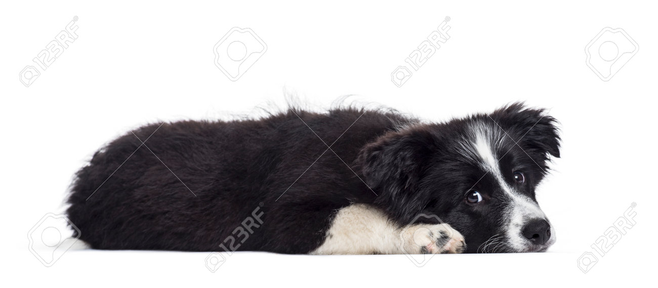 how old is 17 weeks in dog years