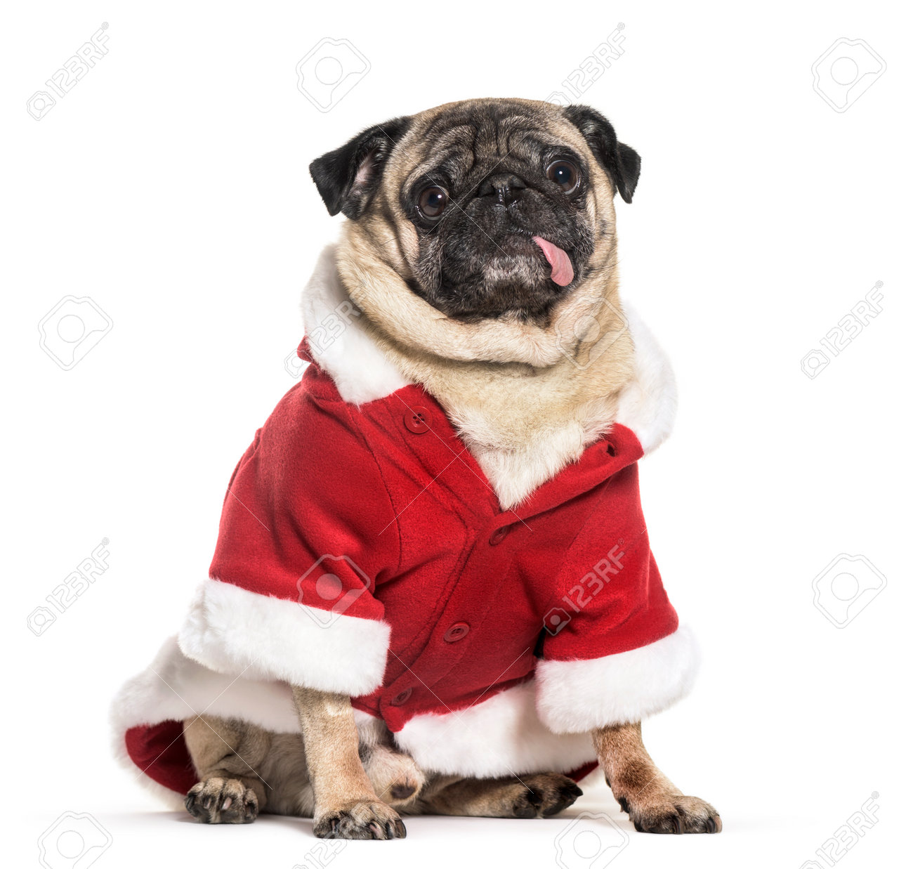 pug christmas outfit