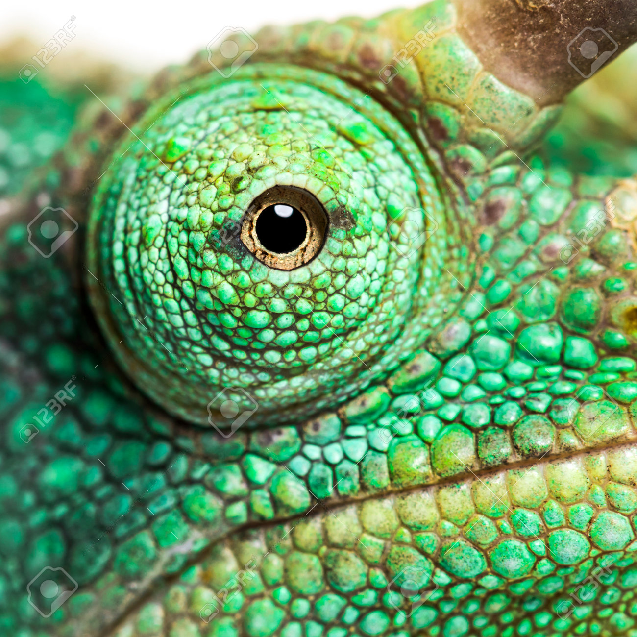 Eye Close Up On A Jackson S Horned Chameleon Trioceros Jacksonii